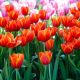 Tulipan Annie Schilder - opak. 5 szt.