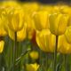 Tulipan żółty - Yellow - 5 szt.