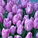 Tulipan Alibi - opak. 5 szt.