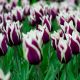 Tulipan Chansonette - opak. 5 szt.