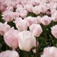 Tulipan Rejoyce - opak. 5 szt.