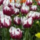 Tulipan Zurel - opak. 5 szt.