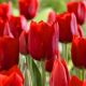 Tulipan Bastogne - opak. 5 szt.