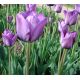 Tulipan Blue Aimable - opak. 5 szt.