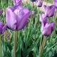 Tulipan Blue Aimable - opak. 5 szt.
