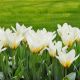 Tulipan niski - Concerto - 5 szt.