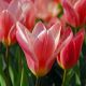Tulipan Fashion - opak. 5 szt.