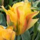 Tulipan Golden Artist - opak. 5 szt.