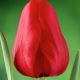 Tulipan Ile de France - opak. 5 szt.