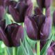 Tulipan Queen of Night - opak. 5 szt.