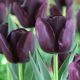 Tulipan Queen of Night - opak. 5 szt.