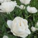 Tulipan Mount Tacoma - opak. 5 szt.