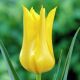 Tulipan West Point - opak. 5 szt.