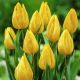 Tulipan Yokohama - opak. 5 szt.