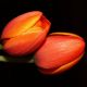 Tulipan pomarańczowy - Orange - 5 szt.
