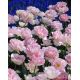 Tulipan Angelique - opak. 5 szt.