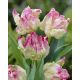Tulipan Webers Parrot  opak. 5 szt.