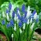 Szafirek - Muscari - kompozycja biało-niebieska - 60 szt.