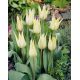 Tulipan Saporro - opak. 5 szt.