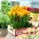 Tulipan Giuseppe Verdi - opak. 5 szt.
