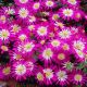 Zawilec grecki - Pink Star - 8 szt.