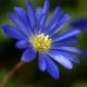Zawilec grecki - Blue Shades - 8 szt.