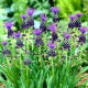 Szafirek miękkolistny - Muscari Comosum - 5 szt.