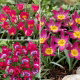 Tulipan botaniczny - zestaw odmian w odcieniach fioletu i różu - 30 szt.