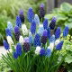 Szafirek - Muscari - zestaw kolorowych odmian - 160 szt.
