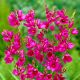 Ixia - Iksja Mabel - 25 szt.