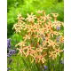 Ixia - Iksja Paniculata Eos - 25 szt.