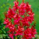Ixia - Iksja Venus - 25 szt.