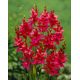 Ixia - Iksja Venus - 25 szt.