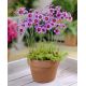 Leucocoryne purpurea Andes - 10 szt.