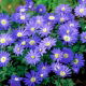 Zawilec grecki - Blue Shades - 8 szt.