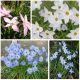 Ipheion - Ifejon - mieszanka kolorów - duża paczka! - 80 szt.