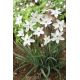 Ipheion - Ifejon - Alberto Castillo - 10 szt.