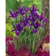 Irys holenderski - Purple Sensation - 10 szt.