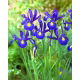 Irys holenderski - Saphire Beauty - 10 szt.