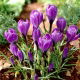 Krokus Grand Maitre - 10 szt.