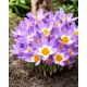 Krokus Tricolor - 10 szt.