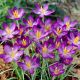 Krokus Whitewell Purple - 10 szt.