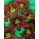 Liliowiec Black Prince