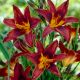 Liliowiec Black Prince