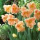 Narcyz Apricot Whirl - 5 szt.