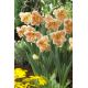 Narcyz Apricot Whirl - 5 szt.
