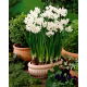 Narcyz Bożonarodzeniowy - Paperwhites Ziva - 5 szt.