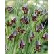 Szachownica Elwesa - Fritillaria elwesii - 5 szt.
