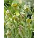 Szachownica hermońska - Fritillaria hermonis ssp. amana - 5 szt.