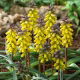 Szafirek złoty - Muscari Golden Fragrence - 3 szt.